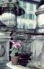 Un vaso di ciclamini sulla fontana del Pescatorello, detta anche fontana del Pap...